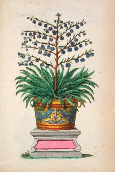 Pianta fiorita, da 